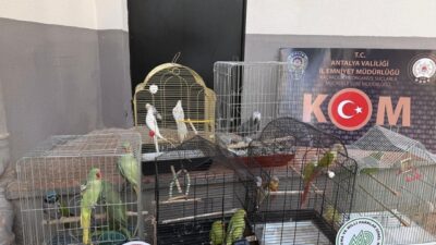 Antalya'da kaçakçılık ve organize suçlarla mücadele kapsamında son iki haftada