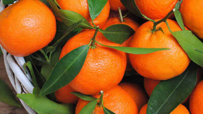 Türkiye narenciyesinin yüzde 40'ını karşılayan Adana'da bu sene 383 bin