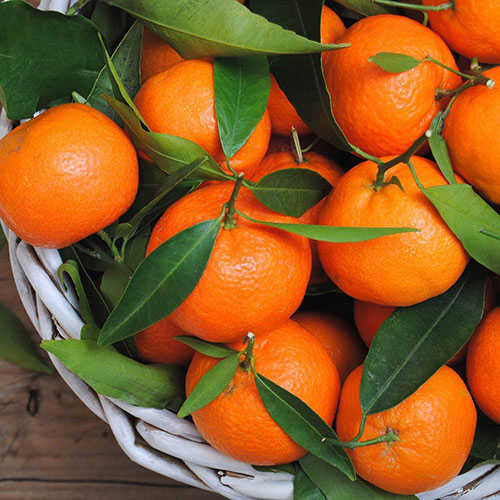 Türkiye narenciyesinin yüzde 40'ını karşılayan Adana'da bu sene 383 bin