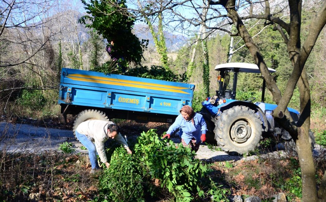 İlaç, gıda, kimya, boya ve kozmetik sektöründe kullanılan defne yaprağı,