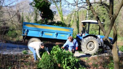 İlaç, gıda, kimya, boya ve kozmetik sektöründe kullanılan defne yaprağı,