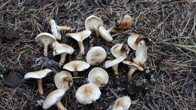 Antalya'nın Finike ilçesinde mantar toplamak için ormanlık alana gittikten sonra