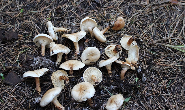 Antalya'nın Finike ilçesinde mantar toplamak için ormanlık alana gittikten sonra