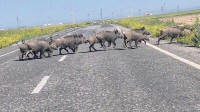 Beyobası Mahallesi’nde bir vatandaşın cep telefonu kamerasına yansıyan görüntülerde, yaklaşık