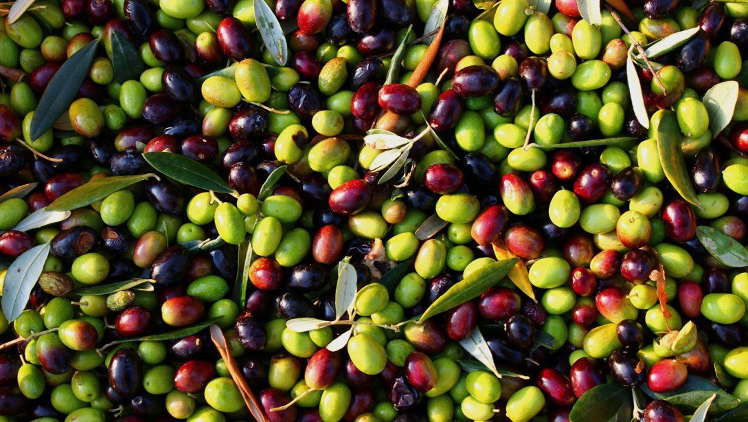 Antalya Ticaret Borsası (ATB), İl Tarım ve Orman Müdürlüğü ile