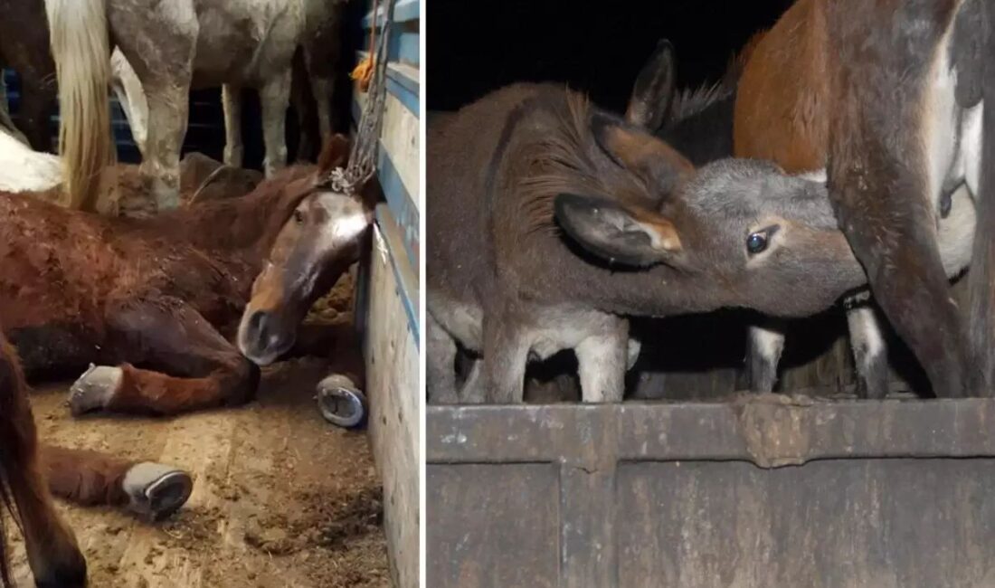 Sakarya’da üretilen bir sucuk markasında tek tırnaklı hayvan eti tespit