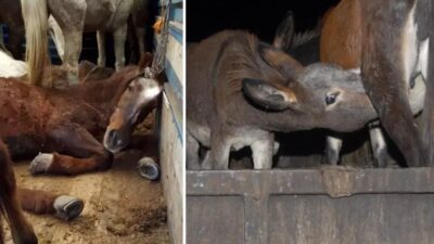 Sakarya’da üretilen bir sucuk markasında tek tırnaklı hayvan eti tespit