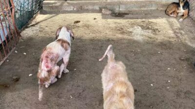 ANTALYA’nın Finike ilçesinde belediyeye ait hayvan barınağında çekildiği öne sürülen