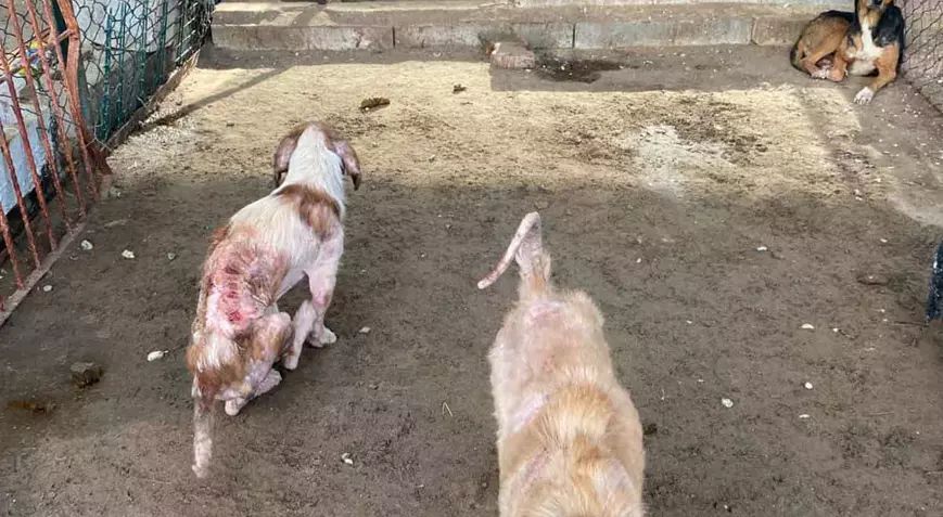 ANTALYA’nın Finike ilçesinde belediyeye ait hayvan barınağında çekildiği öne sürülen