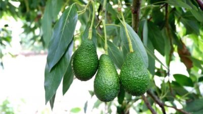 İlçemizde 5 yıl önce deneme amaçlı dikilen avokado ağaçları, kısa