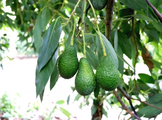İlçemizde 5 yıl önce deneme amaçlı dikilen avokado ağaçları, kısa
