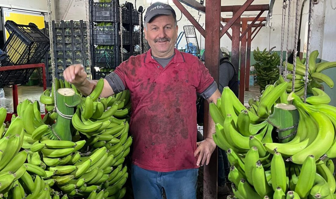 ESRA ÖZDEMİR ( ÖZEL HABER ) Türkiye’nin örtü altı üretiminde