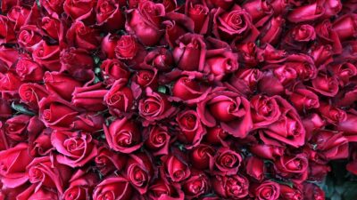 8 Mart Dünya Kadınlar Günü dolayısıyla Türkiye’den başta Hollanda ve